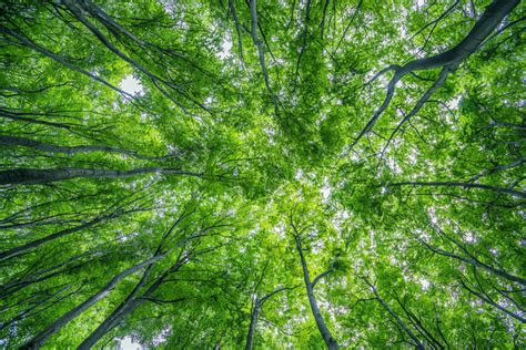 celine colbert|Nonprofit aims to restore Allegheny County's tree canopy.